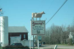 Youngs Dairy